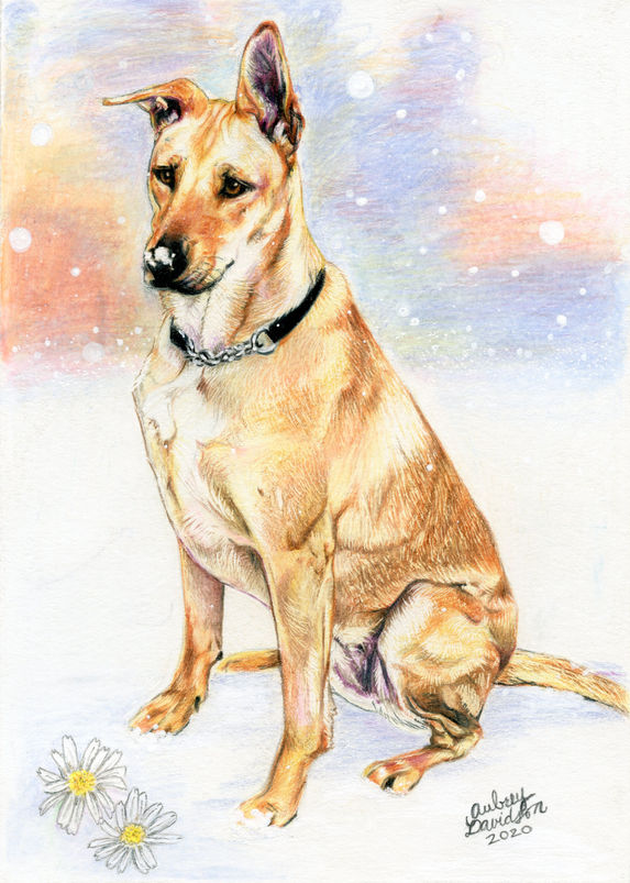 Colored pencil portrait of Daizy, a tan shepherd mix, sitting in snow beside two white daisies