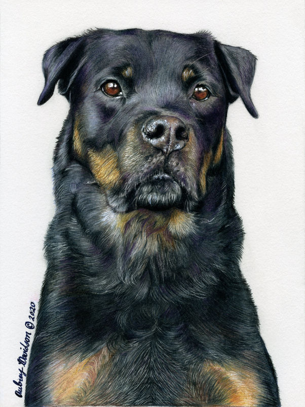 Colored pencil portrait of Fritz, a black and tan rottweiler, on a plain pale background