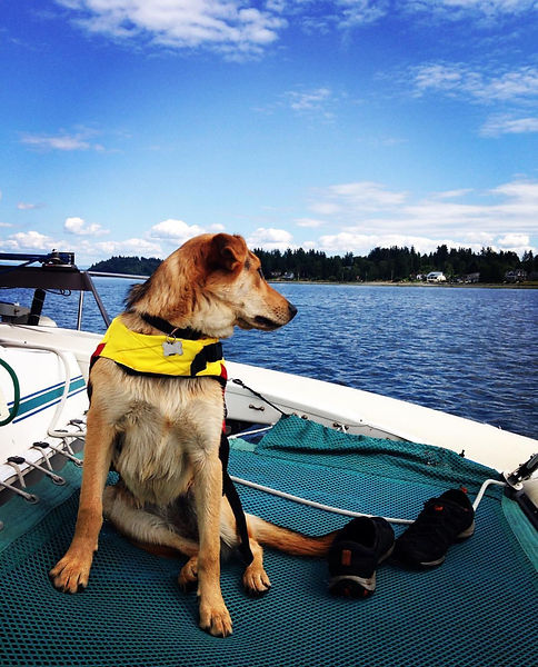 Lady, a tan dog in a yellow life vest, sitting on the bow of a boat