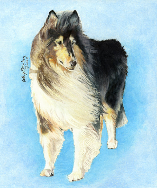 Colored pencil portrait of Otter, a long-coated collie, standing against a bright blue background