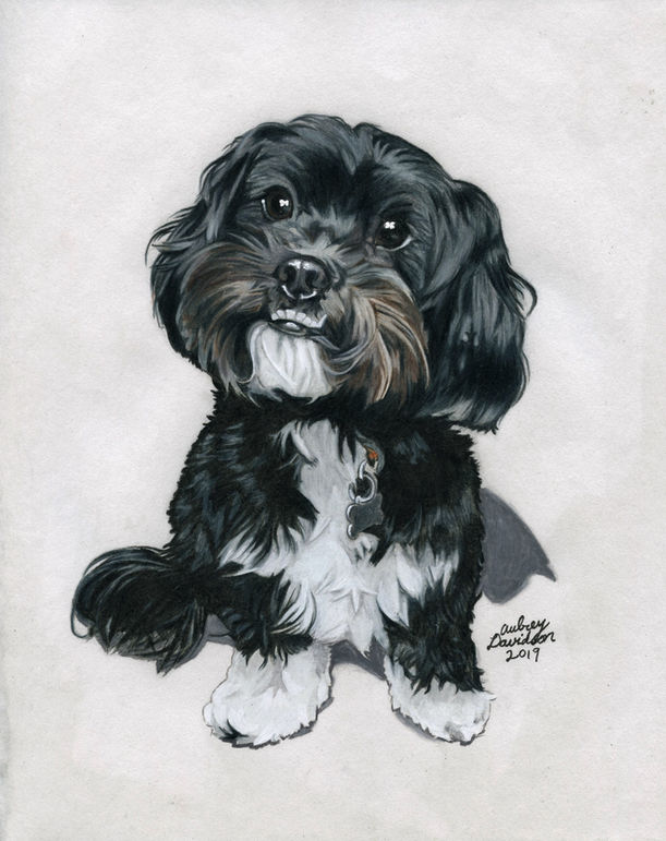 Colored pencil portrait of Parker, a small black and white dog with a shaggy coat, sitting and looking up