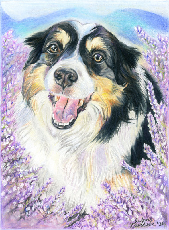 Colored pencil portrait of Trinity, a tricolor Australian shepherd, smiling amid purple lupine flowers