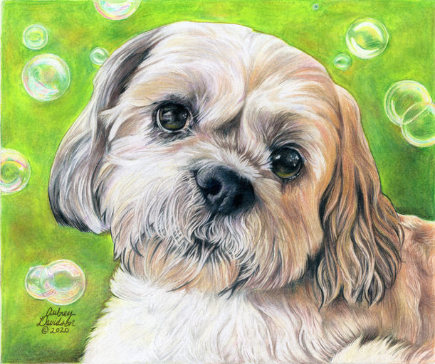 Colored pencil portrait of Tucker, a cream shih tzu, surrounded by floating soap bubbles on green